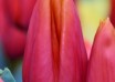 Tulipa Titan ® (3)